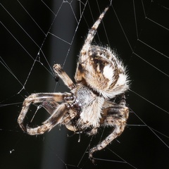 Agalenatea redii
