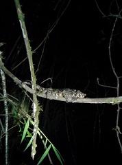 Calumma crypticum
