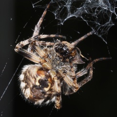 Agalenatea redii