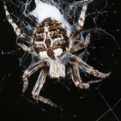 Agalenatea redii