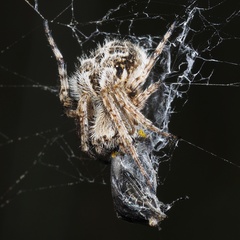 Agalenatea redii