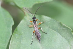 Oxyrrhexis carbonator