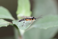 Oxyrrhexis carbonator