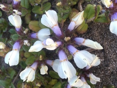 Collinsia corymbosa