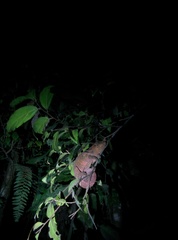 Calumma crypticum