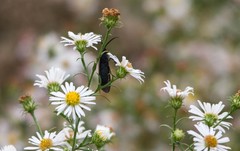 Cisseps fulvicollis