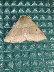 Crocallis dardoinaria