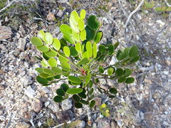 Phyllanthus loranthoides