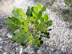 Phyllanthus loranthoides