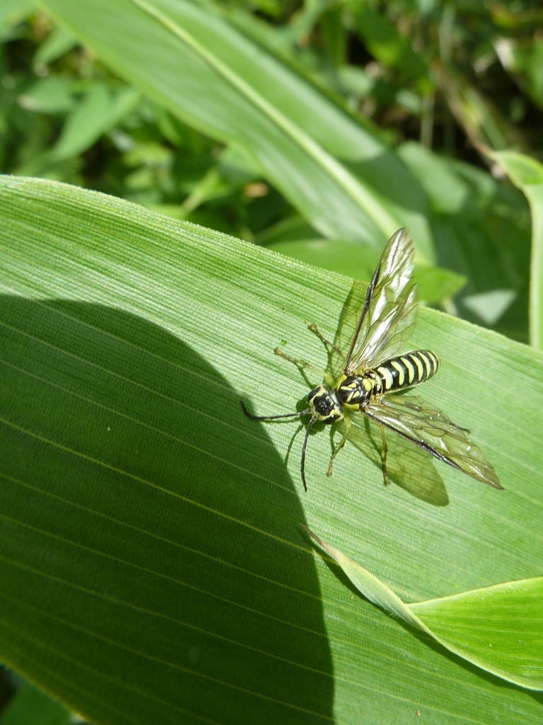Tenthredo nigropicta