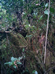 Calumma oshaughnessyi