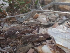 Caledoniscincus haplorhinus