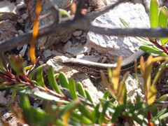 Caledoniscincus haplorhinus