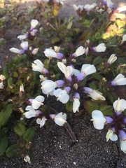 Collinsia corymbosa