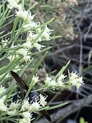 Trichopoda lanipes