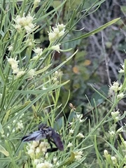 Trichopoda lanipes