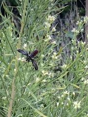 Trichopoda lanipes