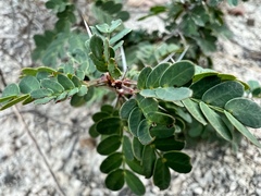 Vachellia rigidula