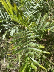 Acacia filicifolia