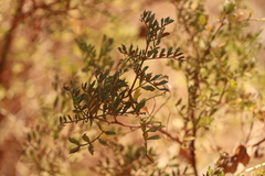 Dodonaea physocarpa