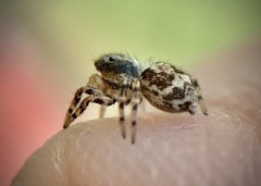 Naphrys pulex