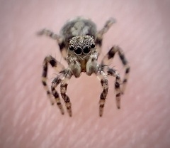 Naphrys pulex