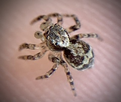 Naphrys pulex