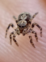 Naphrys pulex