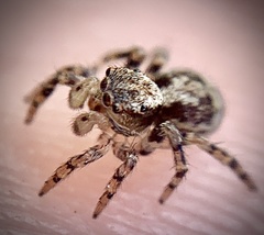 Naphrys pulex