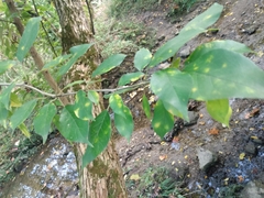 Maclura