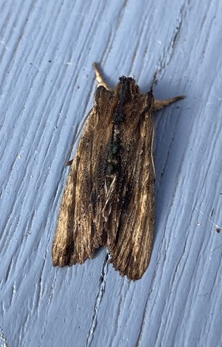 Tawny Pinion