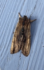 Lithophane semibrunnea