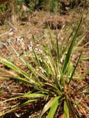 Anthoxanthum occidentale