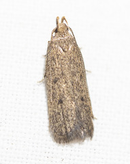 Glyphidocera juniperella