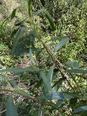 Solanum aviculare
