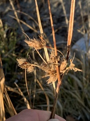 Bolboschoenus maritimus paludosus