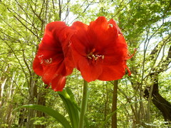 Hippeastrum vittatum