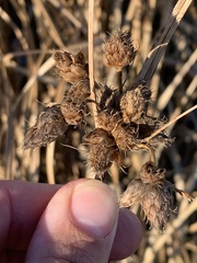 Bolboschoenus maritimus paludosus