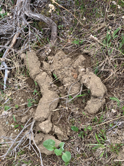 Thomomys talpoides