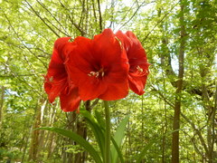 Hippeastrum vittatum