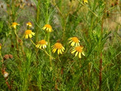 Senecio pampeanus