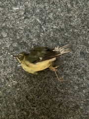 Setophaga caerulescens