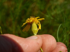 Senecio pampeanus