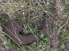 Thomomys talpoides