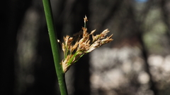Juncus balticus ater