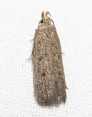 Glyphidocera juniperella