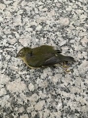 Setophaga caerulescens