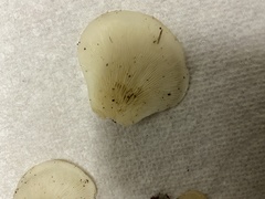 Pleurocybella porrigens