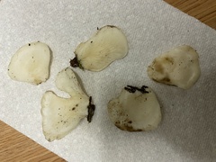 Pleurocybella porrigens