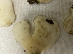 Pleurocybella porrigens